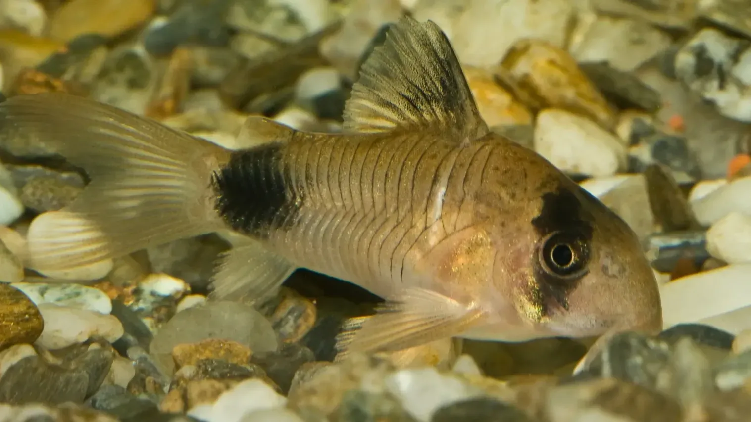 Small fish with black and tan markings swims over gravel in an aquarium