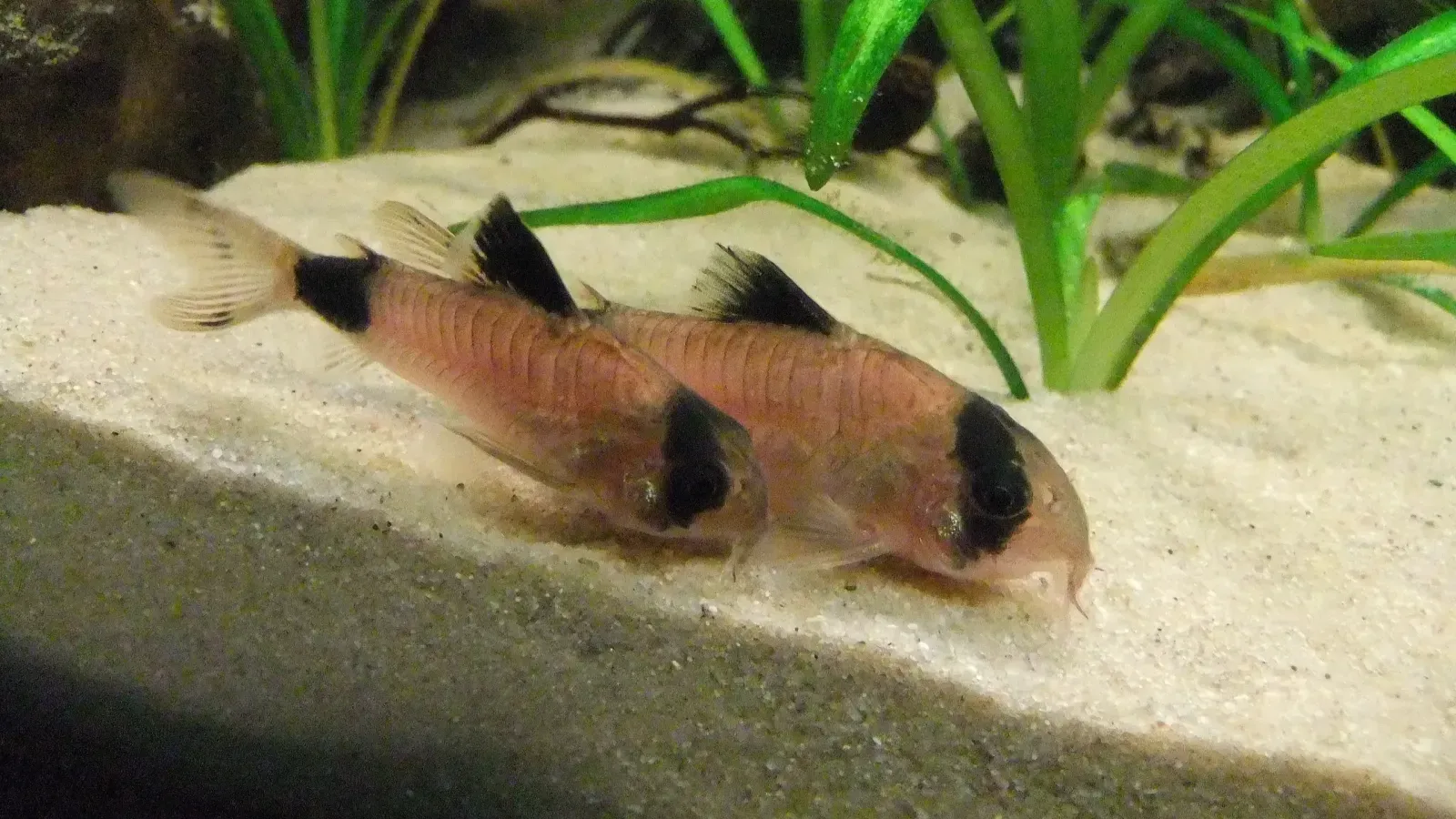 Two small fish with black and tan markings rest on light sand in an aquarium with green plants