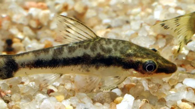 Small fish with dark stripes and spots swims among light colored gravel in an aquarium