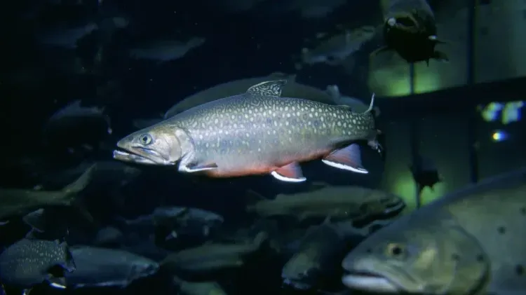 Silver fish with white spots and red fins swims in dark water with other fish