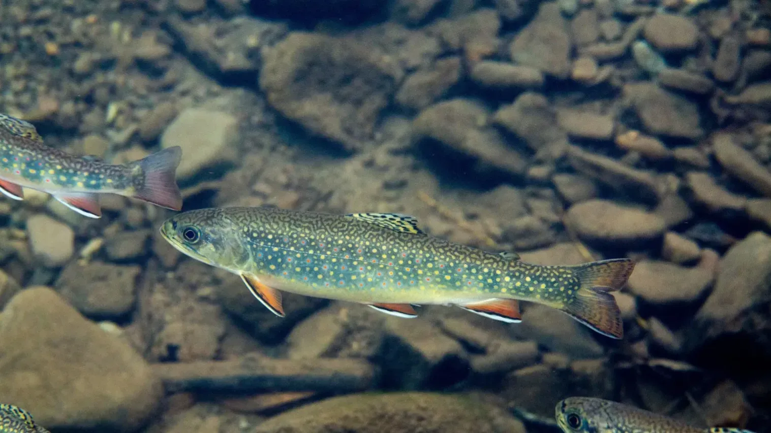 Spotted fish swims in clear water over rocks