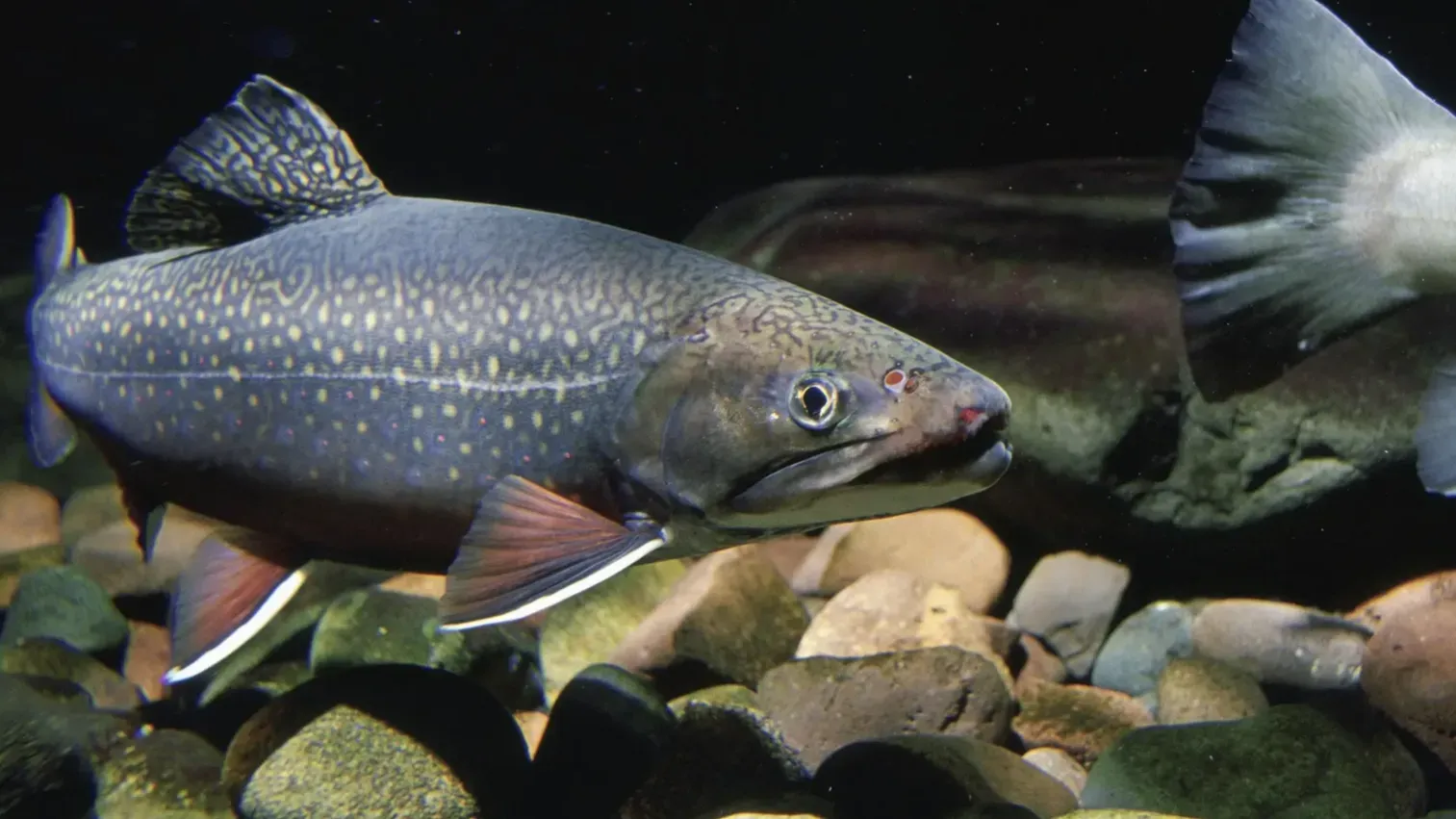 Dark spotted fish with red fins swims over rocks in dark water