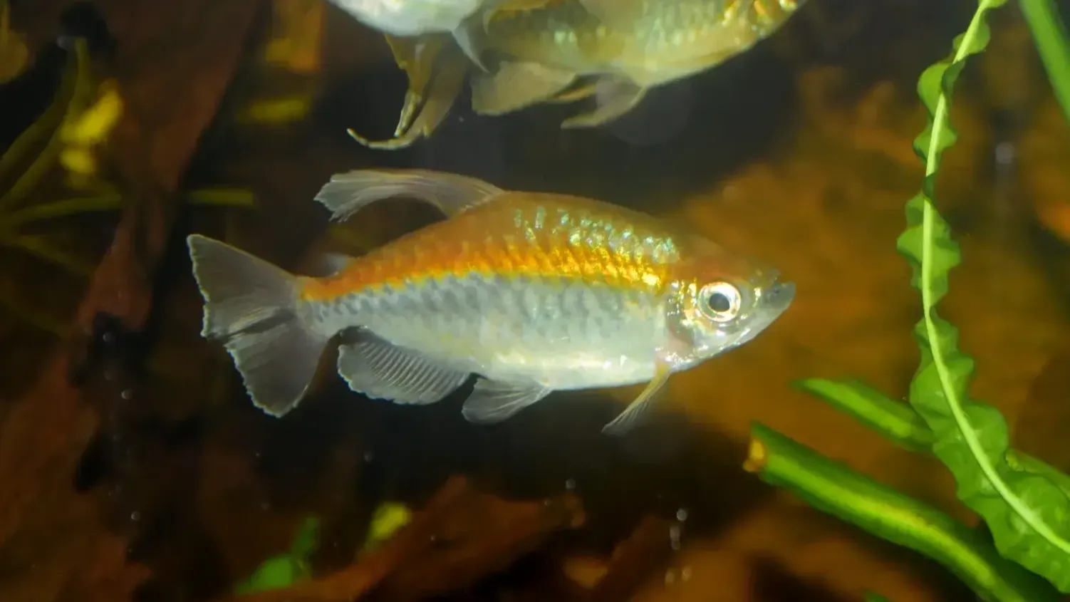Light colored fish with orange stripe swims in dark aquarium with blurry plants