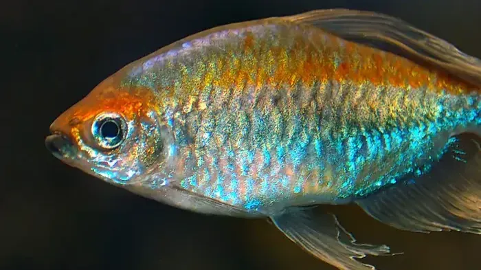 Close up of iridescent fish with orange and blue stripes against a dark background