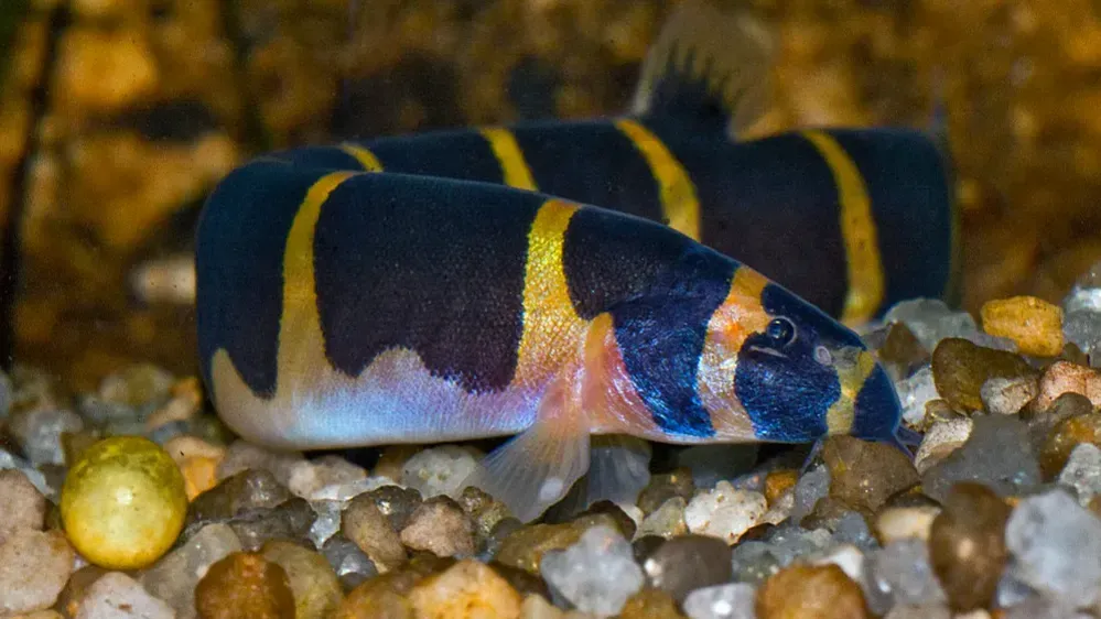 Two black and yellow striped fish rest on gravel in an aquarium