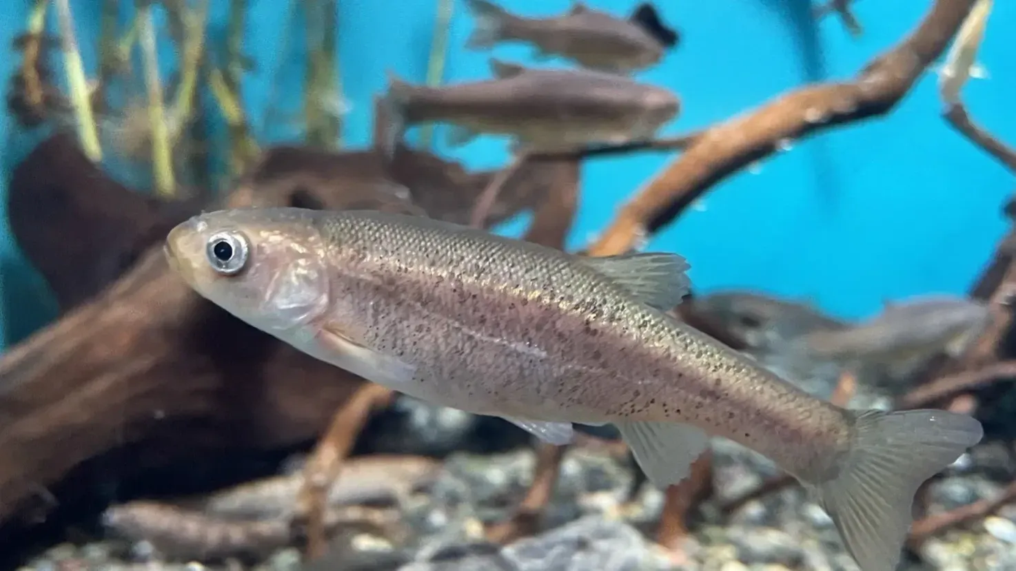 Light gray fish with visible eye swims in aquarium with wood and other blurred fish in background