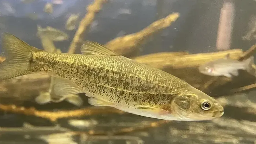 Mottled brown fish with visible eye swims right in aquarium with wood and another fish in background
