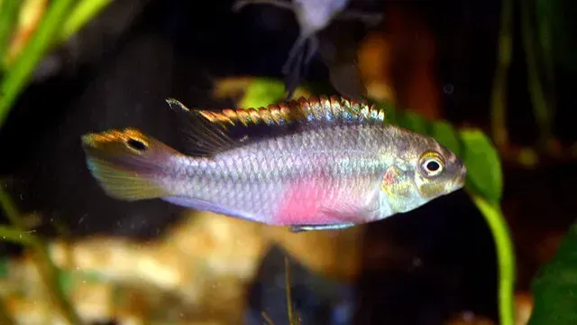 Light purple fish with pink belly swims in a dark aquarium with green plants and other fish