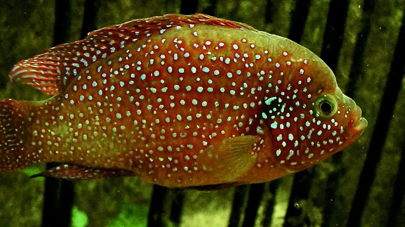 Red fish with white and blue spots swims right in a dark aquarium