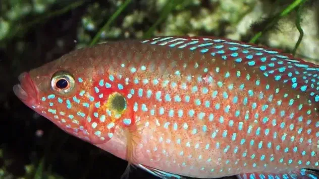 Close up of orange fish with blue spots and eye visible in dark aquarium
