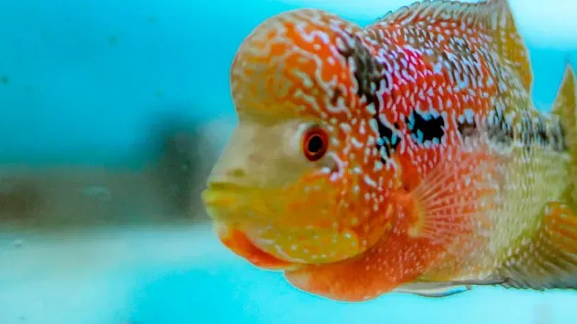 Orange fish with large head hump and black markings swims right in a blue aquarium