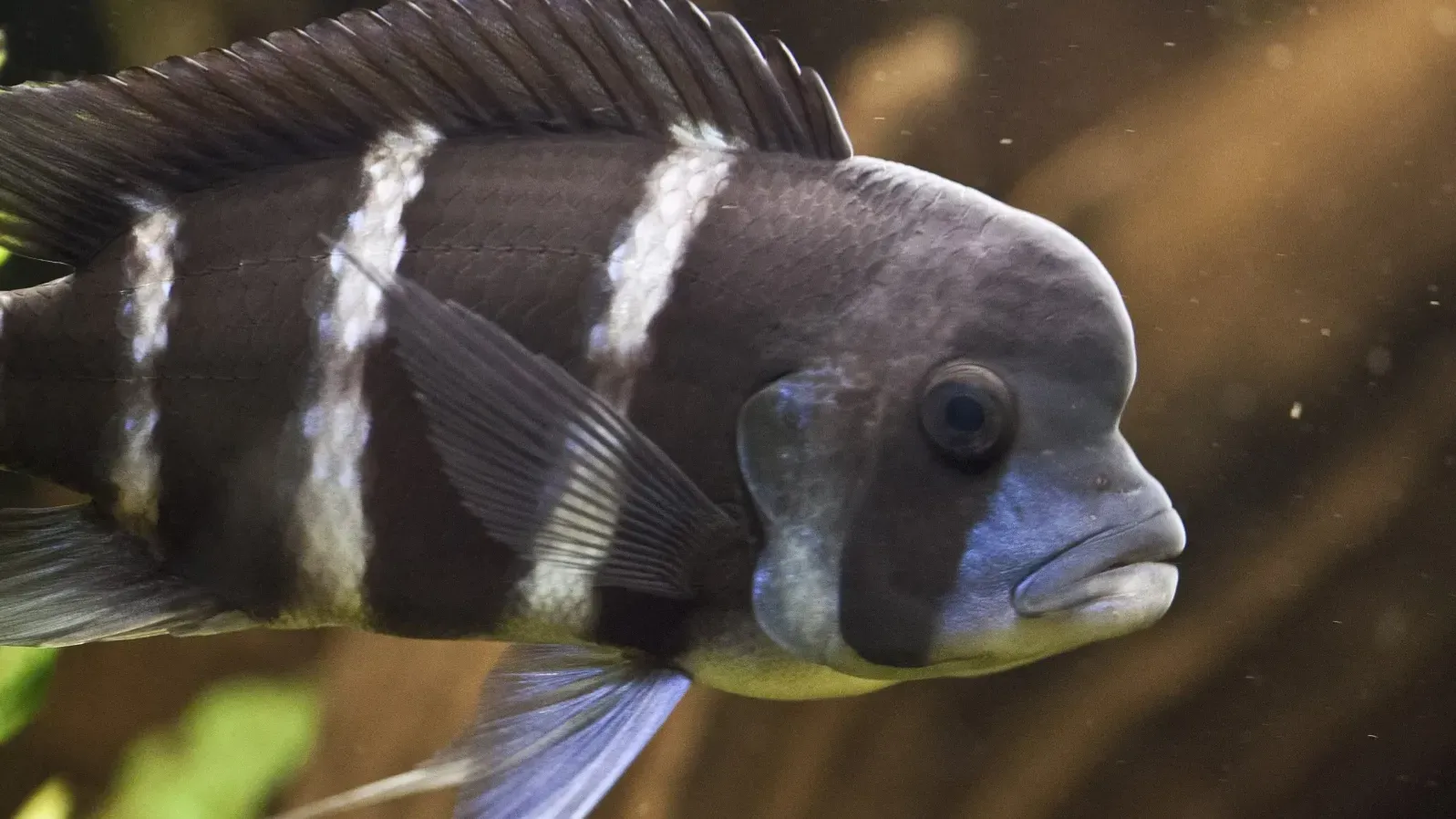 Dark fish with white stripes and large head hump swims right in an aquarium showing eye and mouth