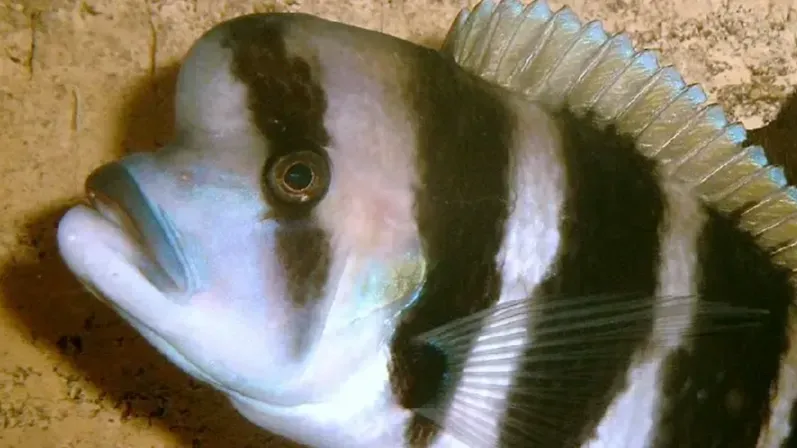 Black and white striped fish with large head hump