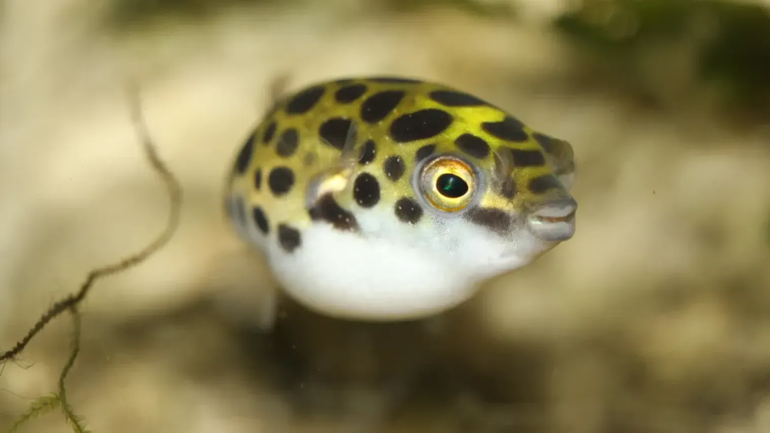 Round fish with yellow spots and white belly swims in a blurry aquarium