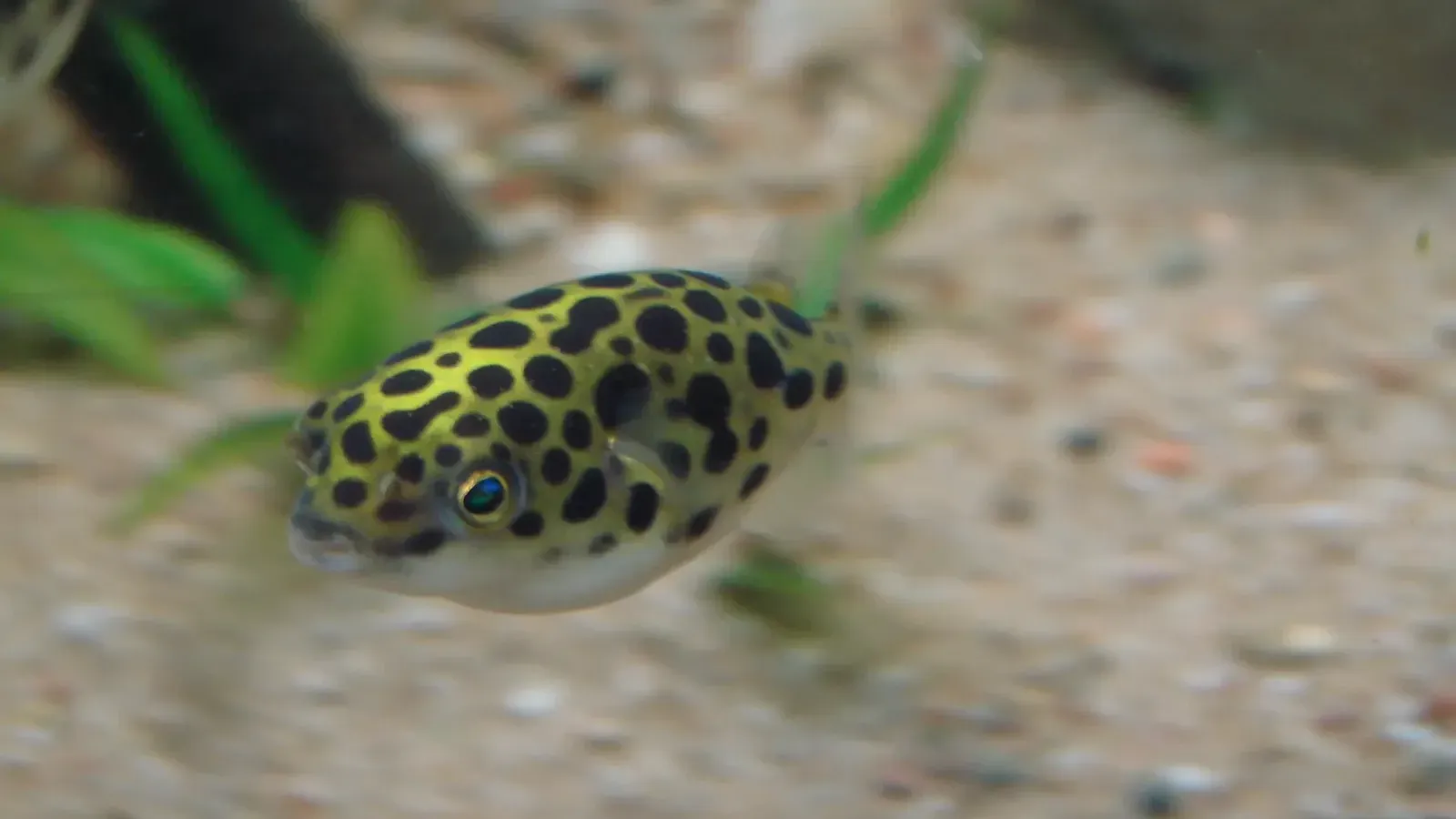 Spotted yellow and black fish with white belly swims over sand in aquarium with blurry plants