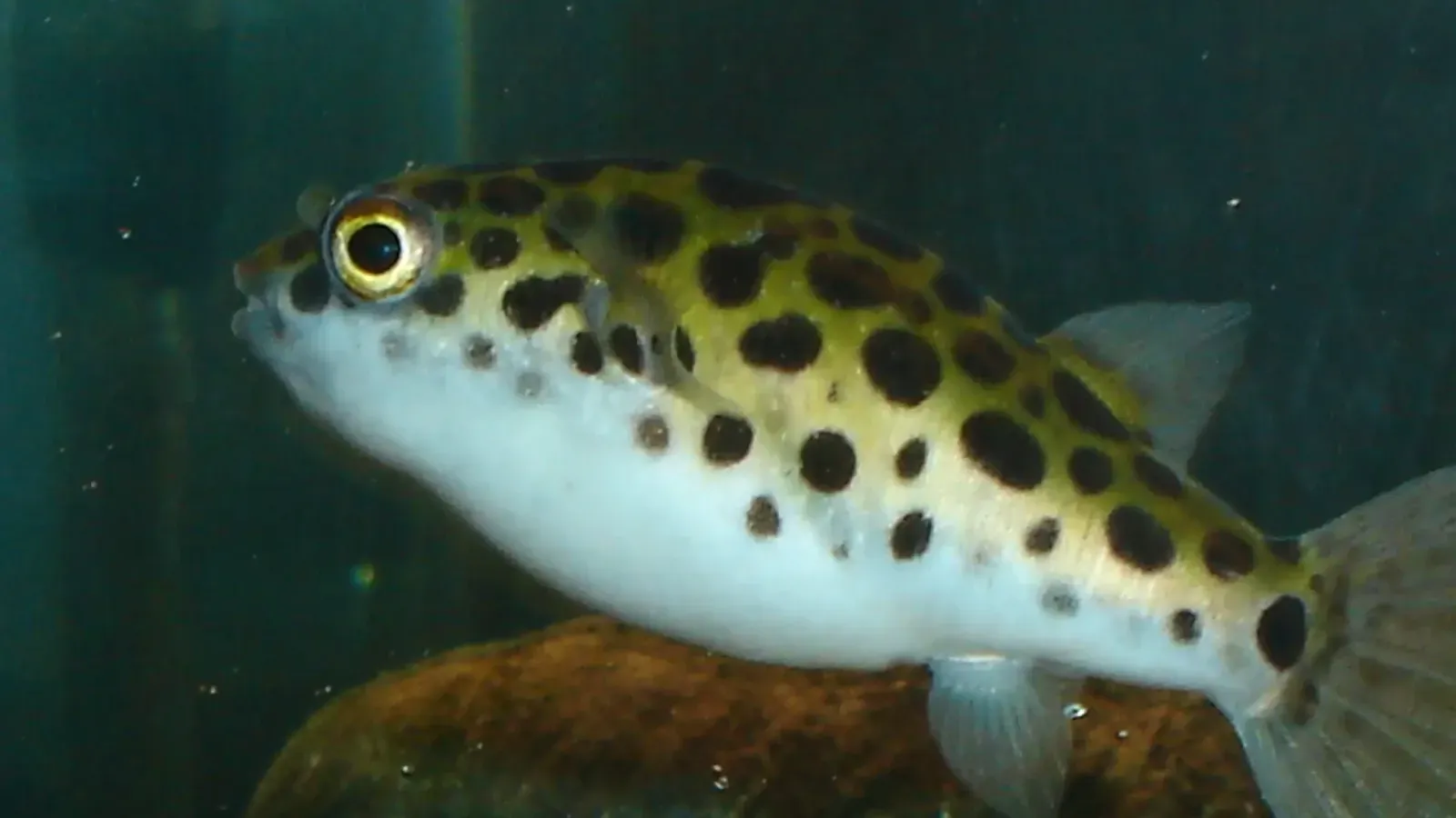 Spotted yellow and black fish with white belly swims over a rock in a dark aquarium