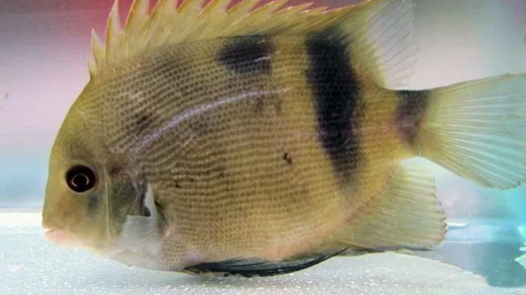 Pale fish with dark vertical stripes spiky dorsal fin in aquarium