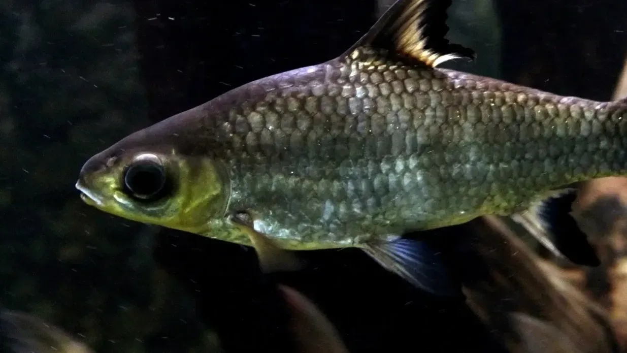 Silver Bala Shark with dark fins swims in aquarium Close up eye visible