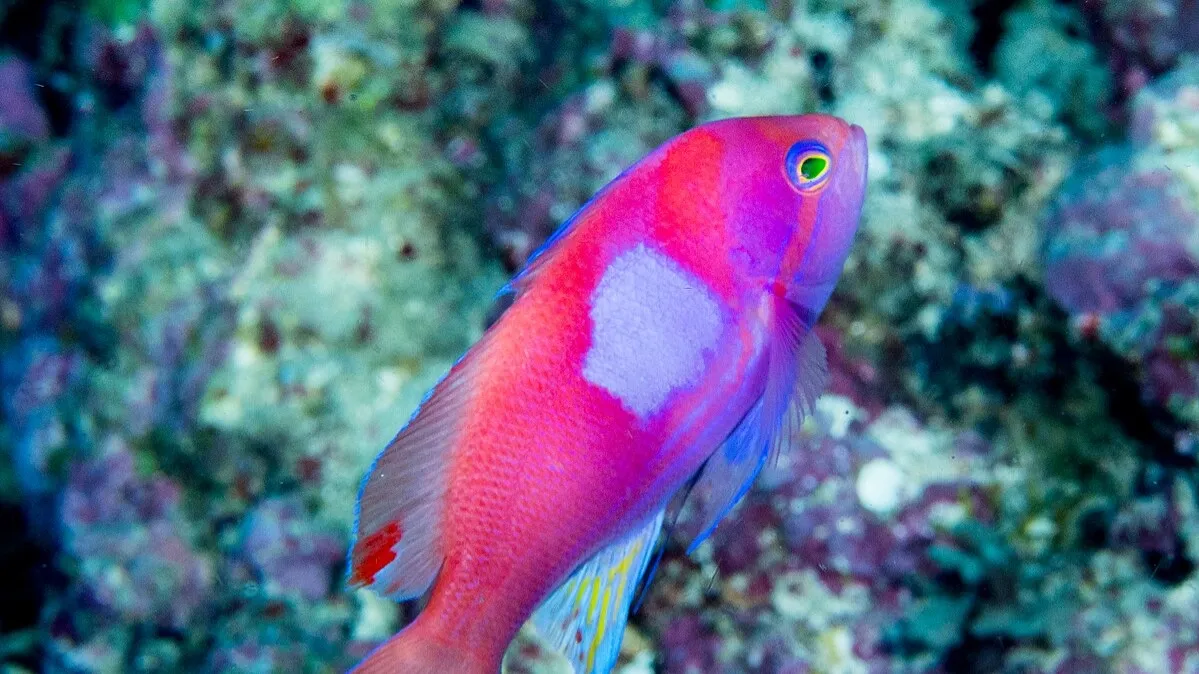 Vibrant pink and blue Squareback Anthias fish with white square spot swimming over coral