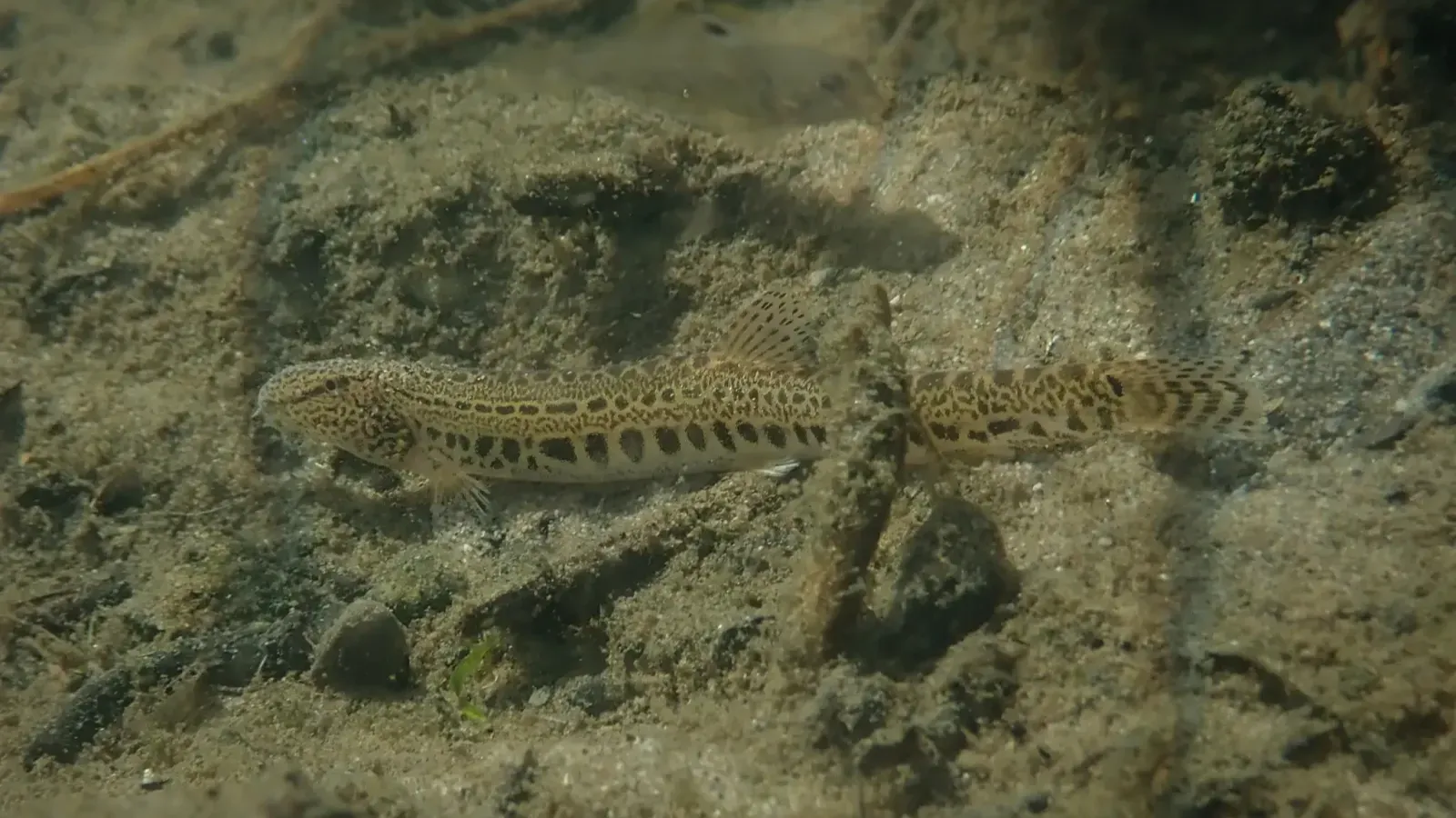 Mottled brown Weather Loach fish rests on sandy bottom viewed from above