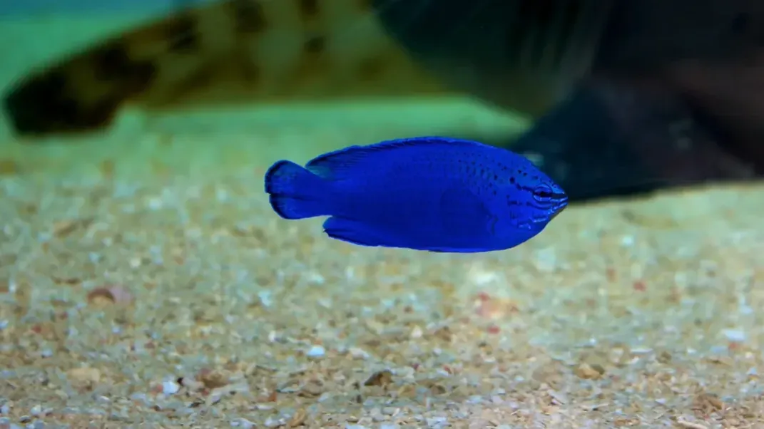 Deep blue Sapphire Devil fish swims above light sand in an aquarium