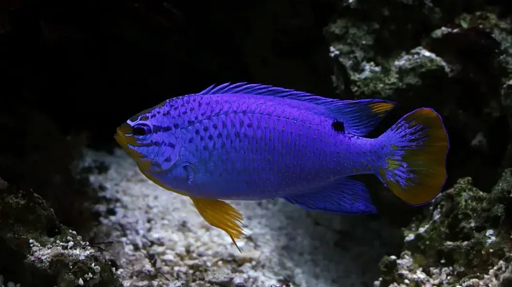 Sapphire Devil fish blue with yellow tail swims near rocks in aquarium