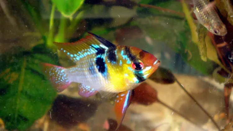 Ram Cichlid fish with vibrant colors blue speckles swims in planted aquarium