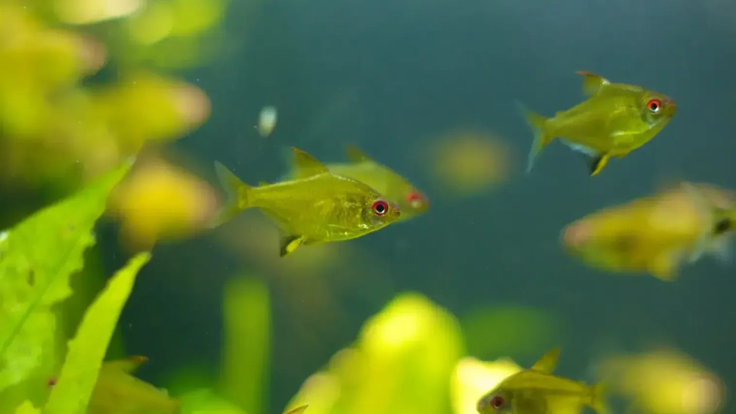 School of bright yellow Lemon Tetra fish swim in a planted aquarium