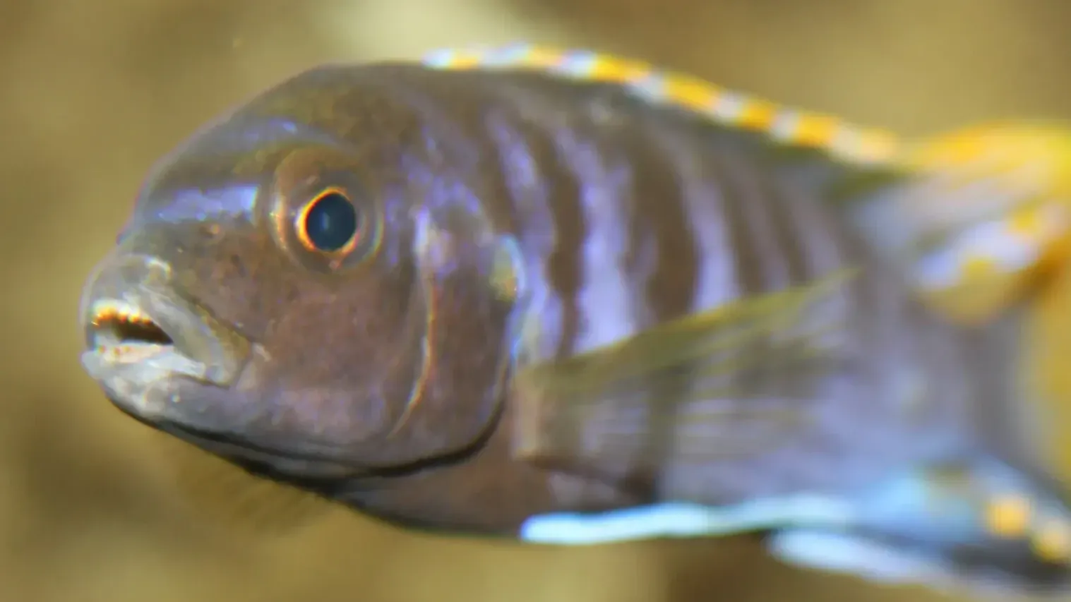 Demasoni Cichlid blue and black stripes yellow dorsal fin open mouth