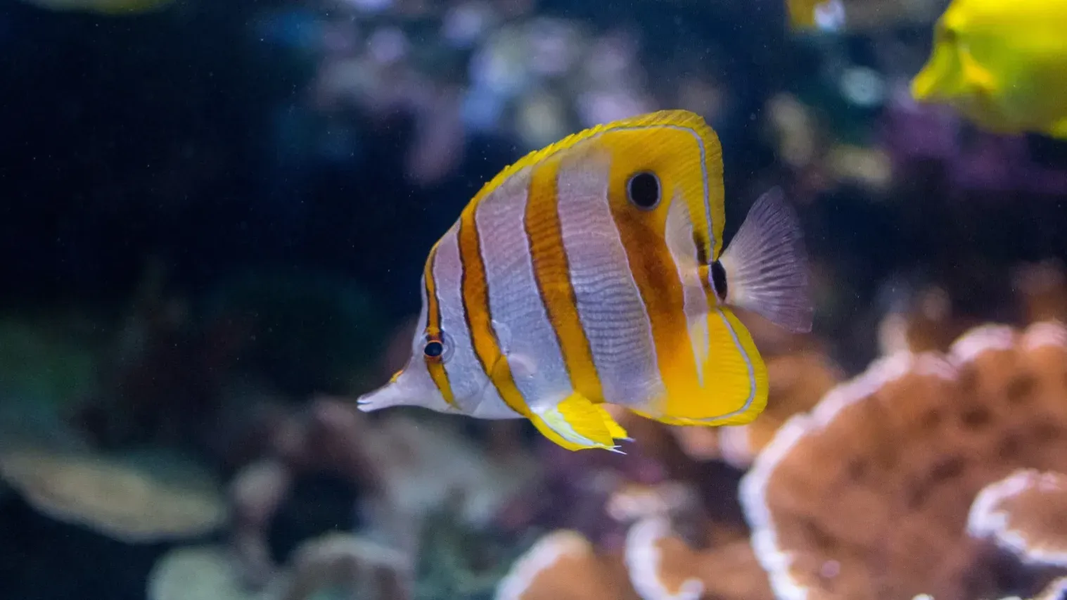 Copperband Butterflyfish with yellow and white stripes swims in aquarium near coral