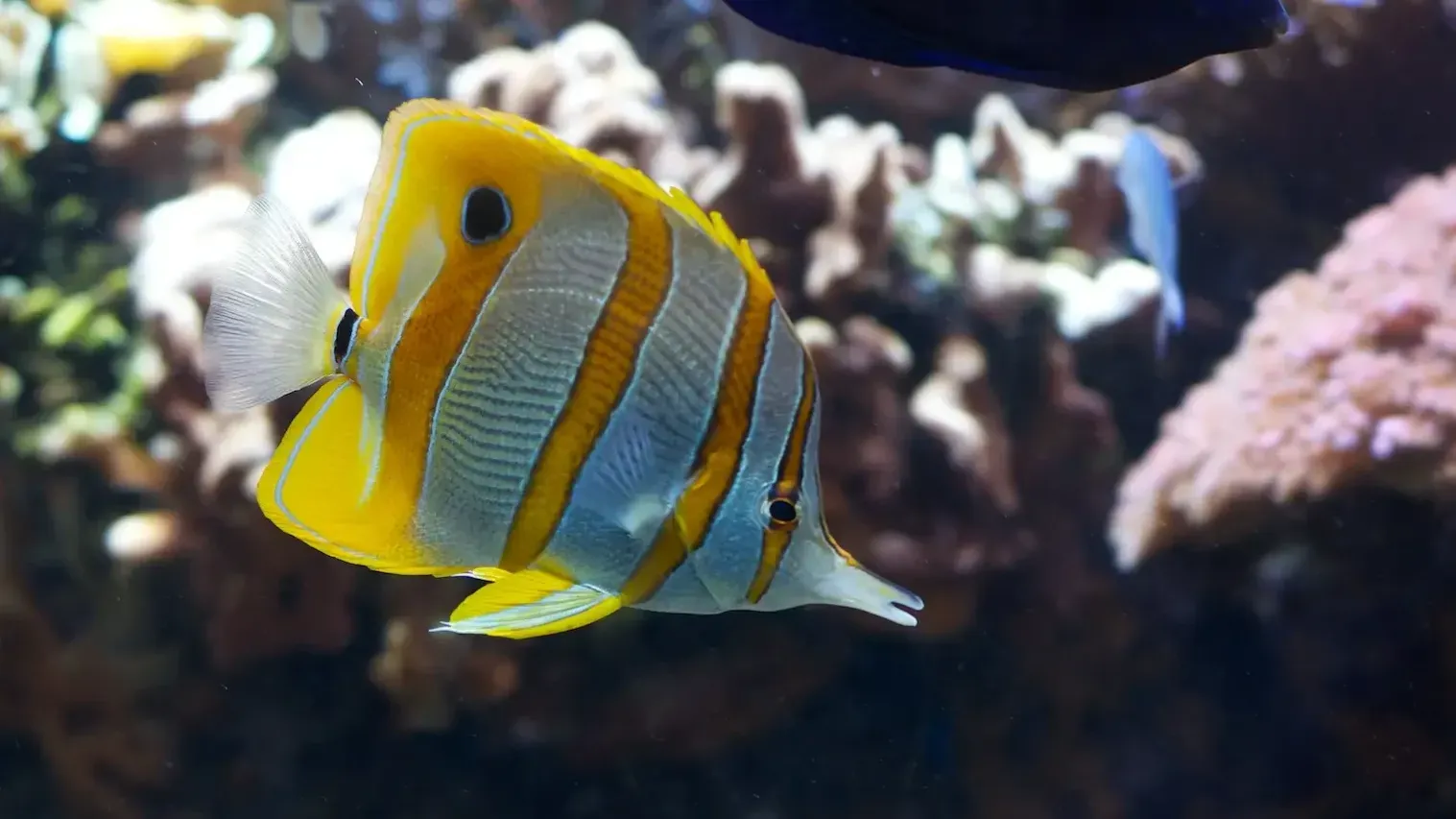 Copperband Butterflyfish yellow and white stripes swims in aquarium with coral backdrop