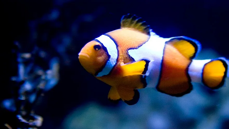 Clownfish with orange white and black stripes swims in dark blue water