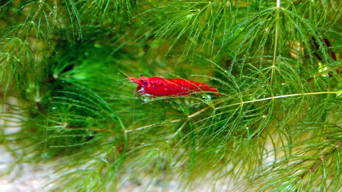 Red Cherry Shrimp among green aquatic plants