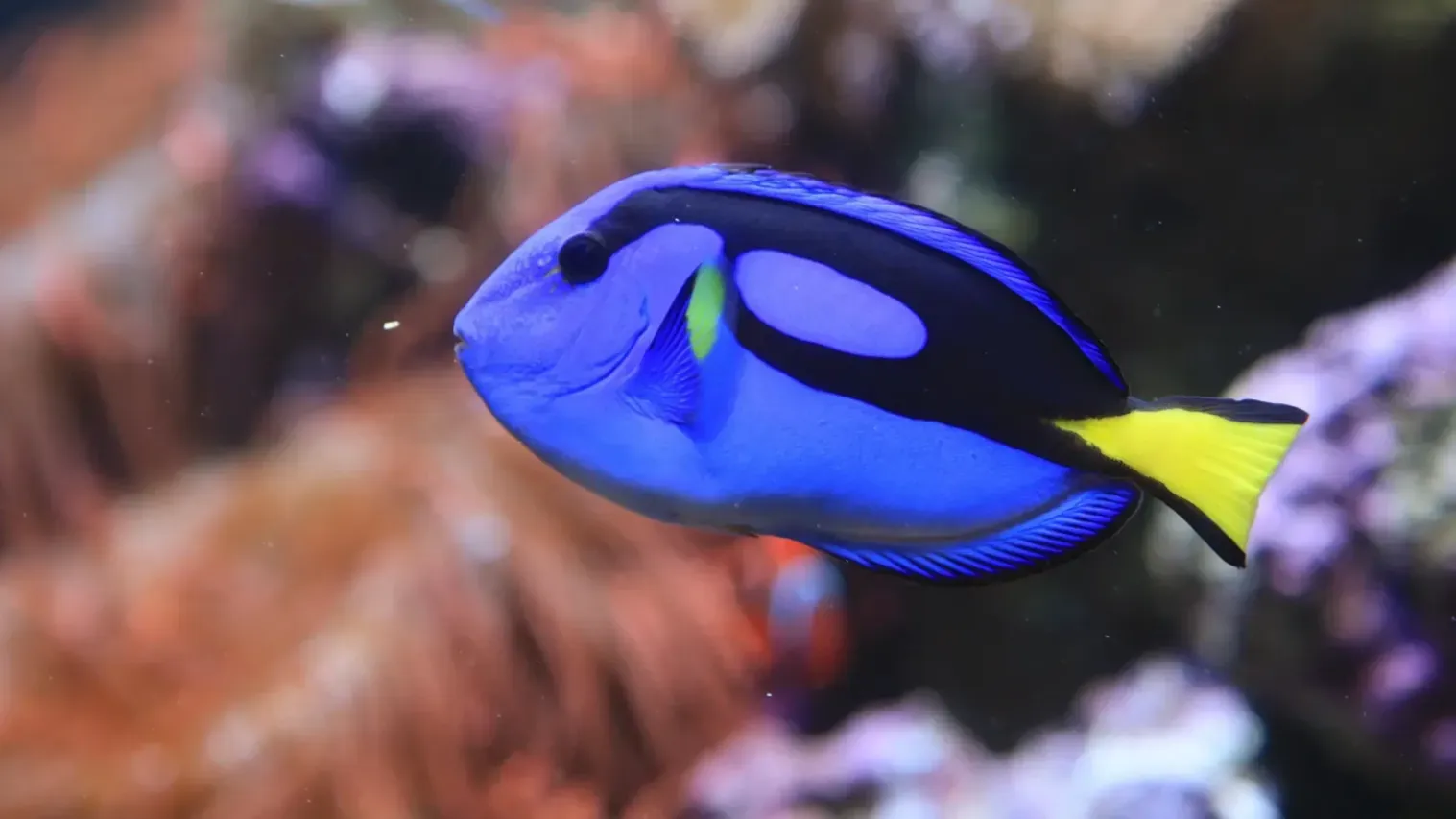 A vibrant blue Tang fish with yellow tail and accents swims against a dark blue background
