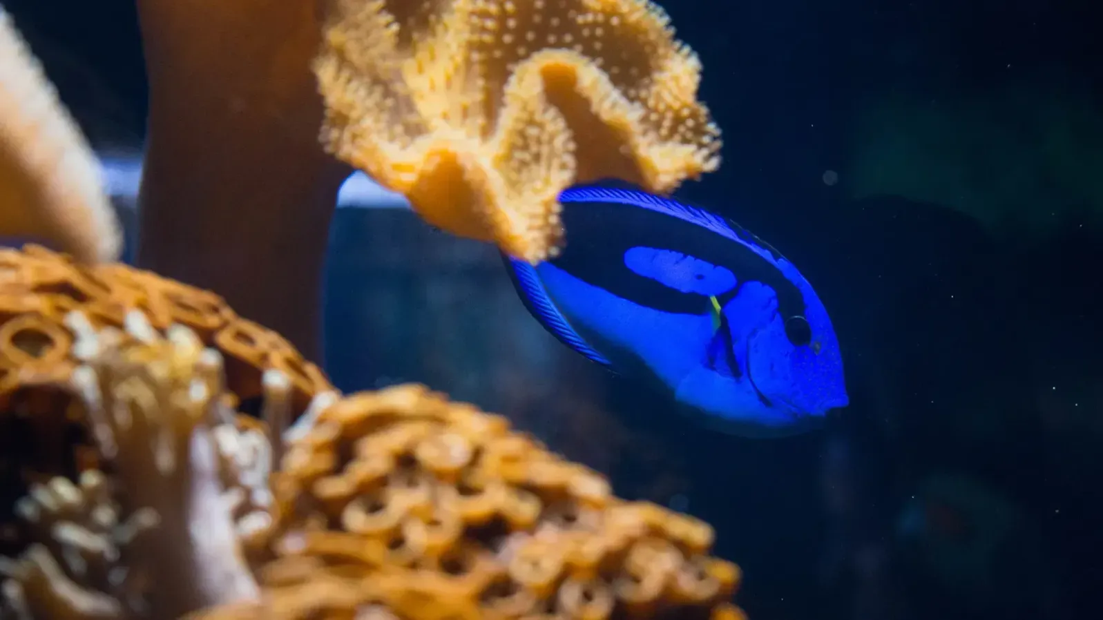 A vibrant blue tang fish with black and yellow markings