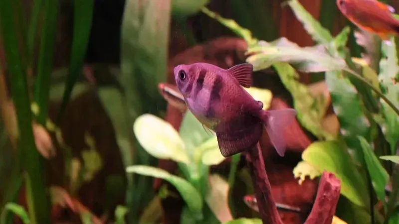 A black skirt tetra with vertical stripes swims among green aquarium plants