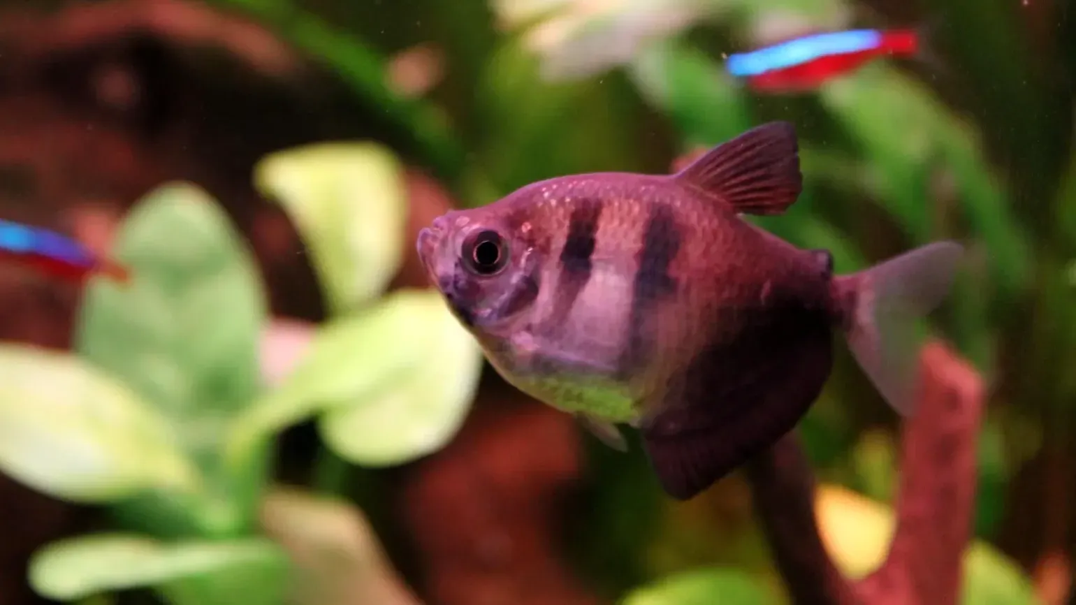 A close up of a Black Skirt Tetra with black stripes