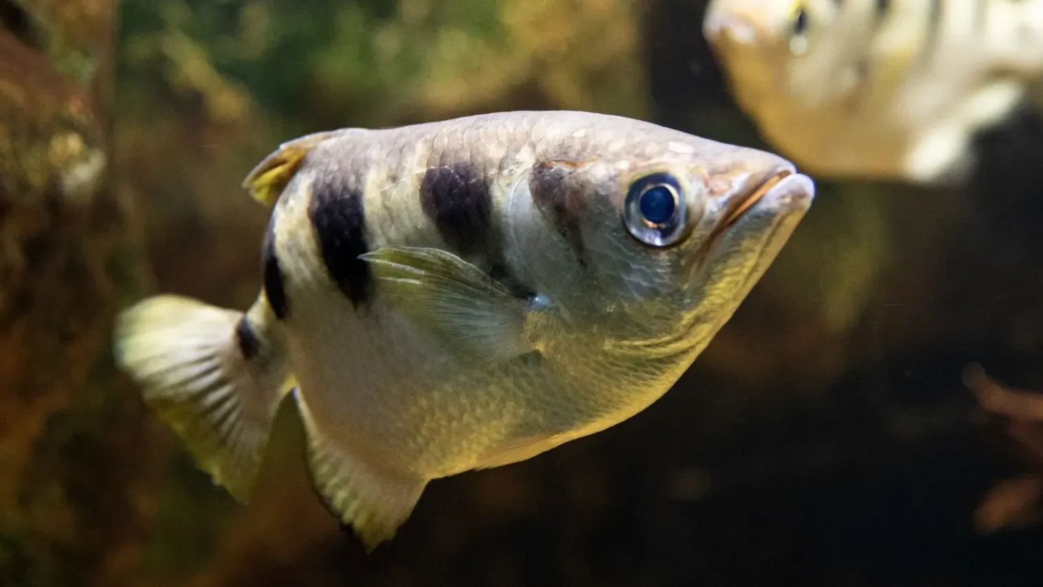 Archer fish with bold black stripes swimming in freshwater aquarium
