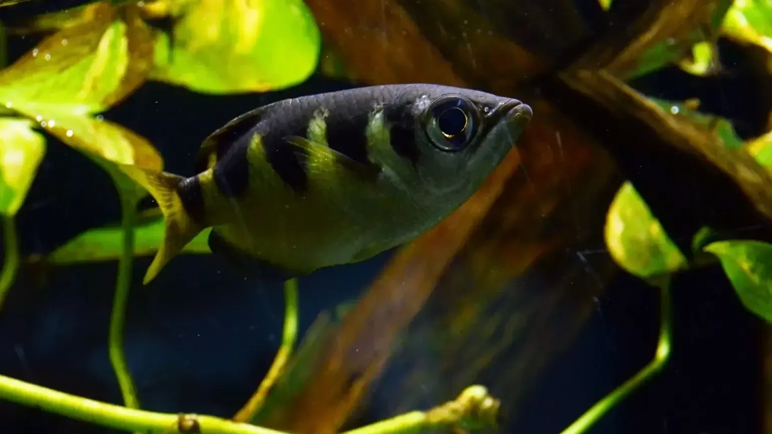 Archer fish with black stripes swimming near green plants in aquarium