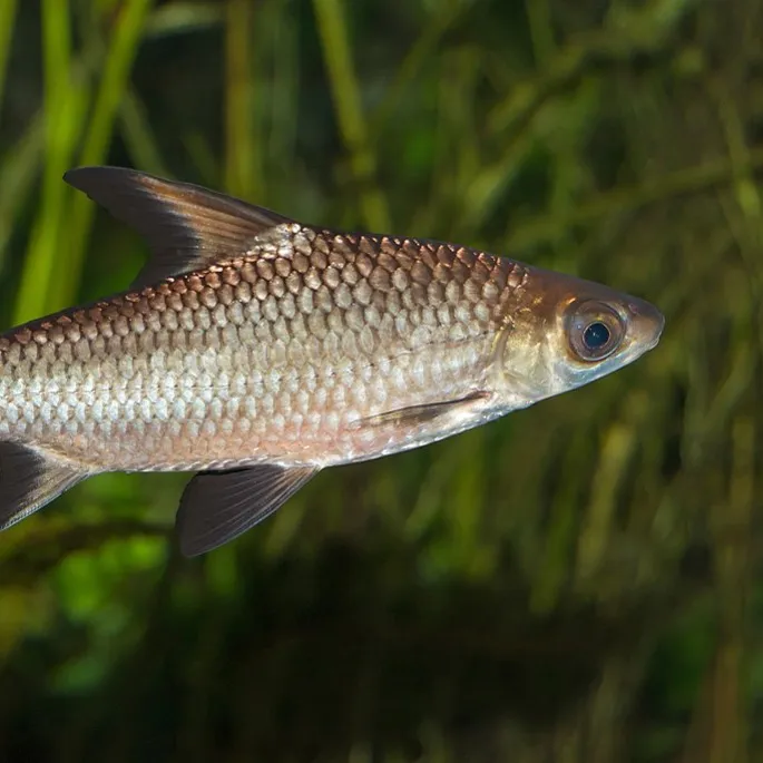 Silver Bala shark with dark fins scales visible swims right in a green blurred aquatic environment
