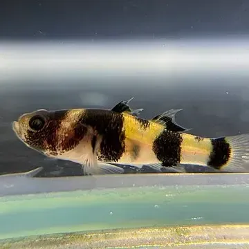 Bumblebee Goby with black and yellow stripes swims right against a light background in shallow water