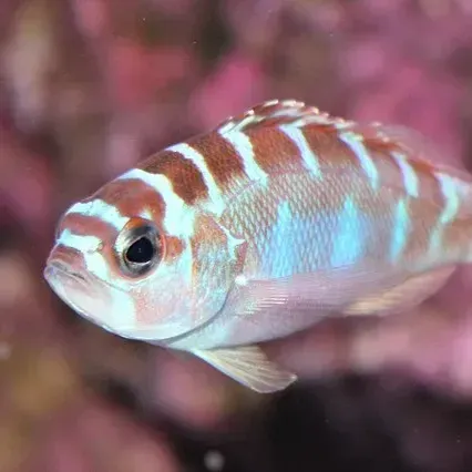 Small fish with brown stripes and blue patches swims against a pink and purple background