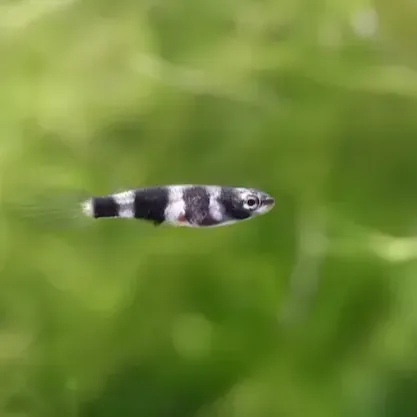 Small fish with black and white stripes swims right against blurry green background
