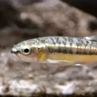 Silver and gold fish with a black eye swims to the right