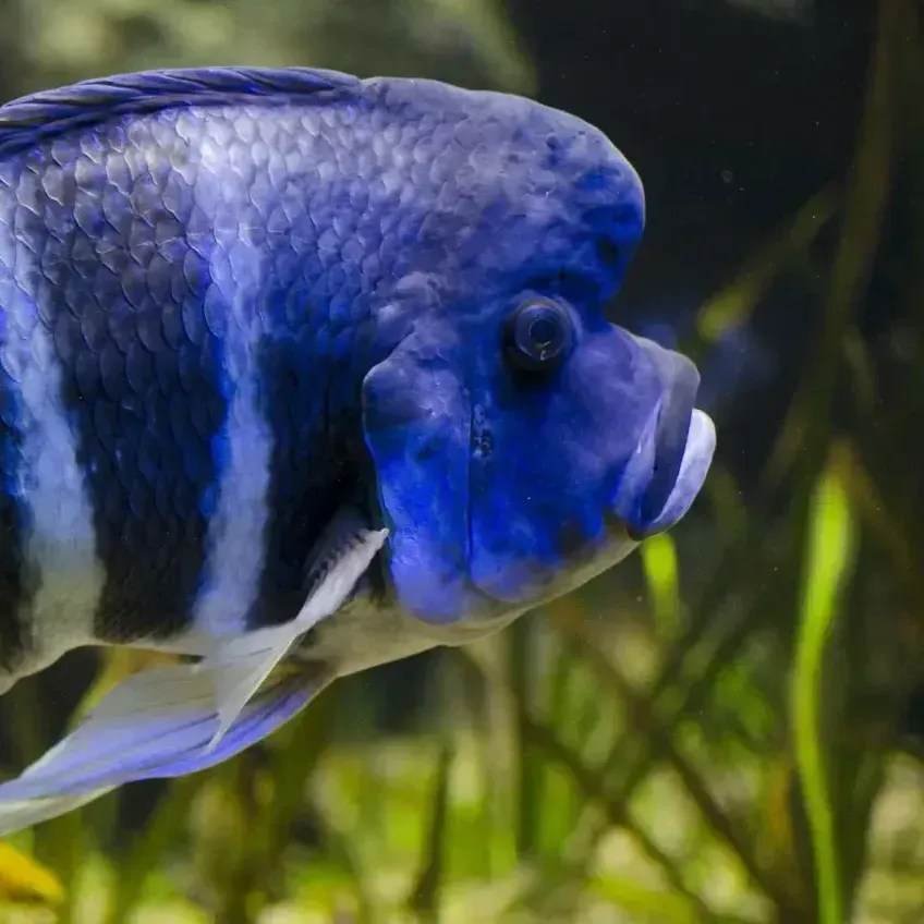 Blue and white striped fish with a large head swims right against a blurry green background