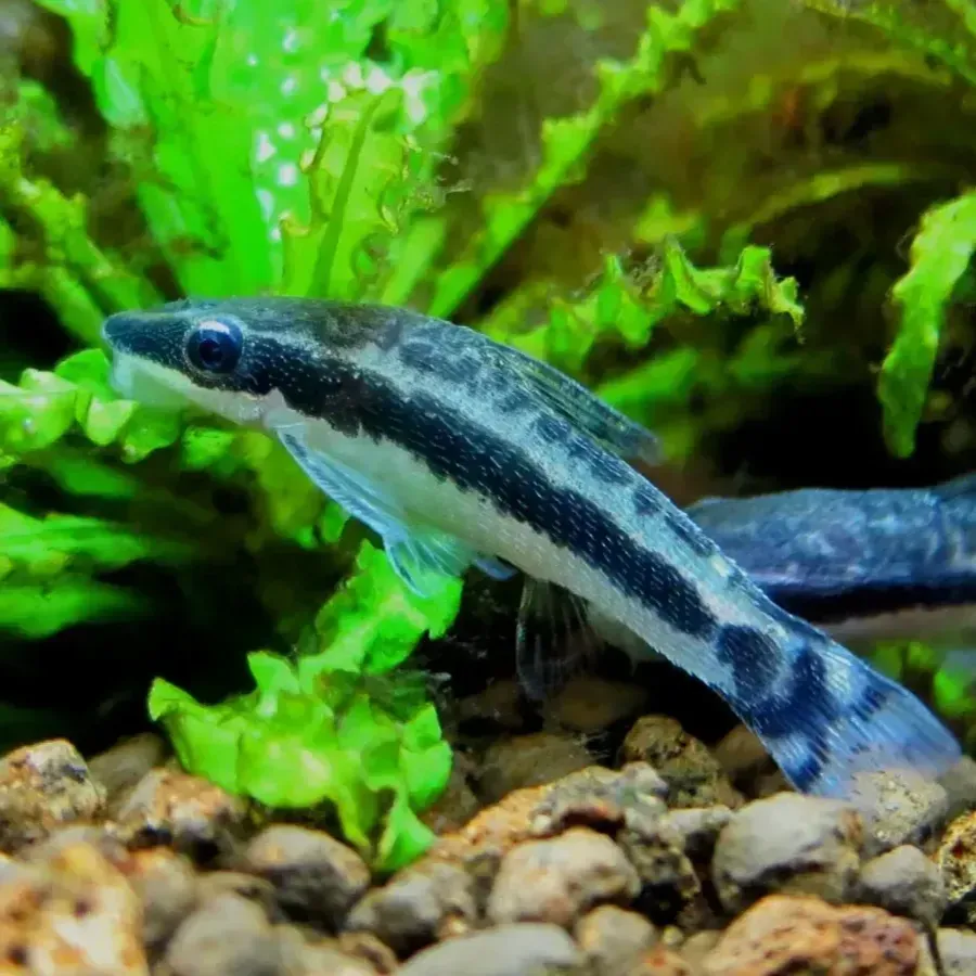 Silver fish with black stripe swims right over rocks and green plants