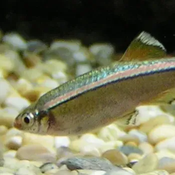 Silver fish with red stripe swims right over light colored pebbles