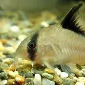 Light brown fish with black stripe swims right over colorful pebbles