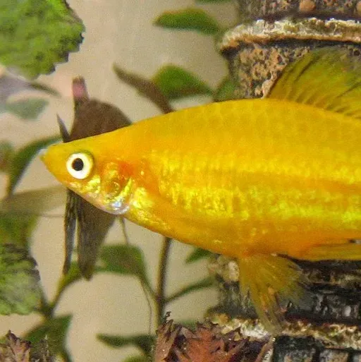 Golden yellow fish with a black eye swims right against a blurry background with plants