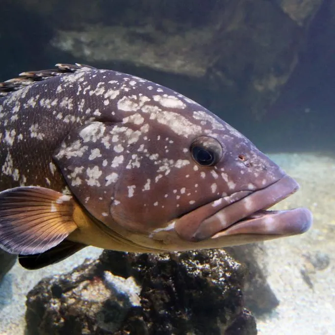 Brown fish with white spots swims right against a blurry background with rocks